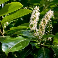 Cherry Laurel